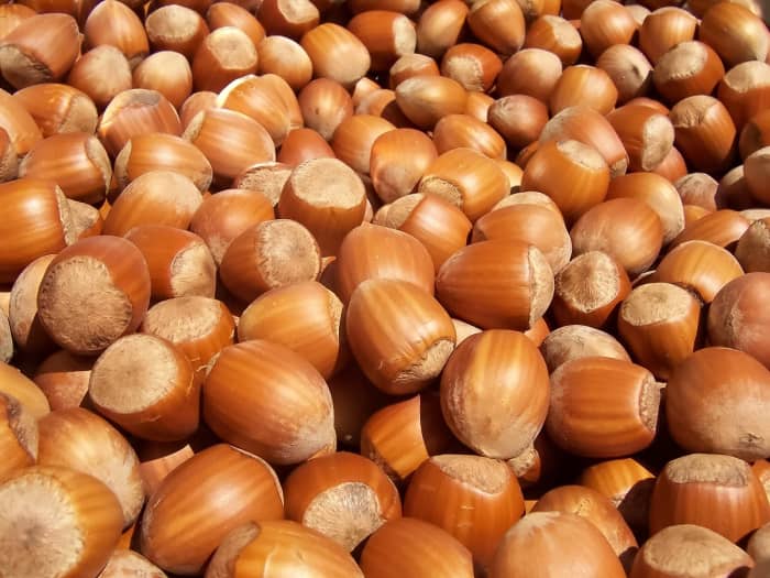 hazelnut-facts-nutrients-delicious-uses-and-allergies-caloriebee