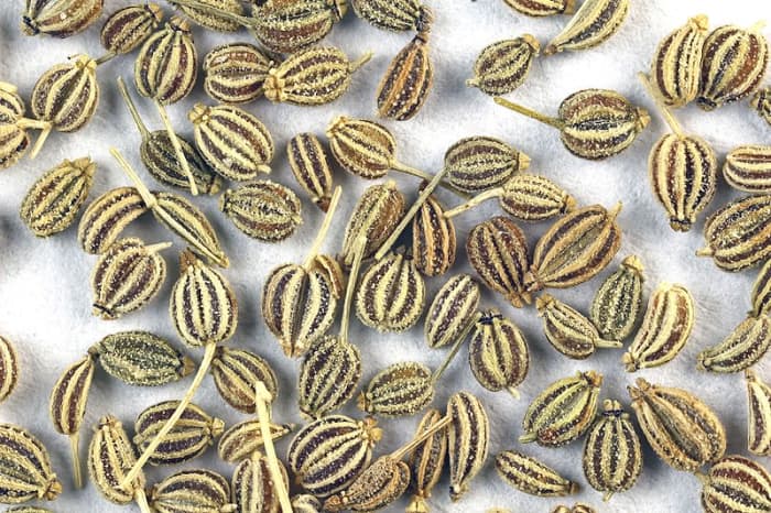 Ajwain fruits (seeds).