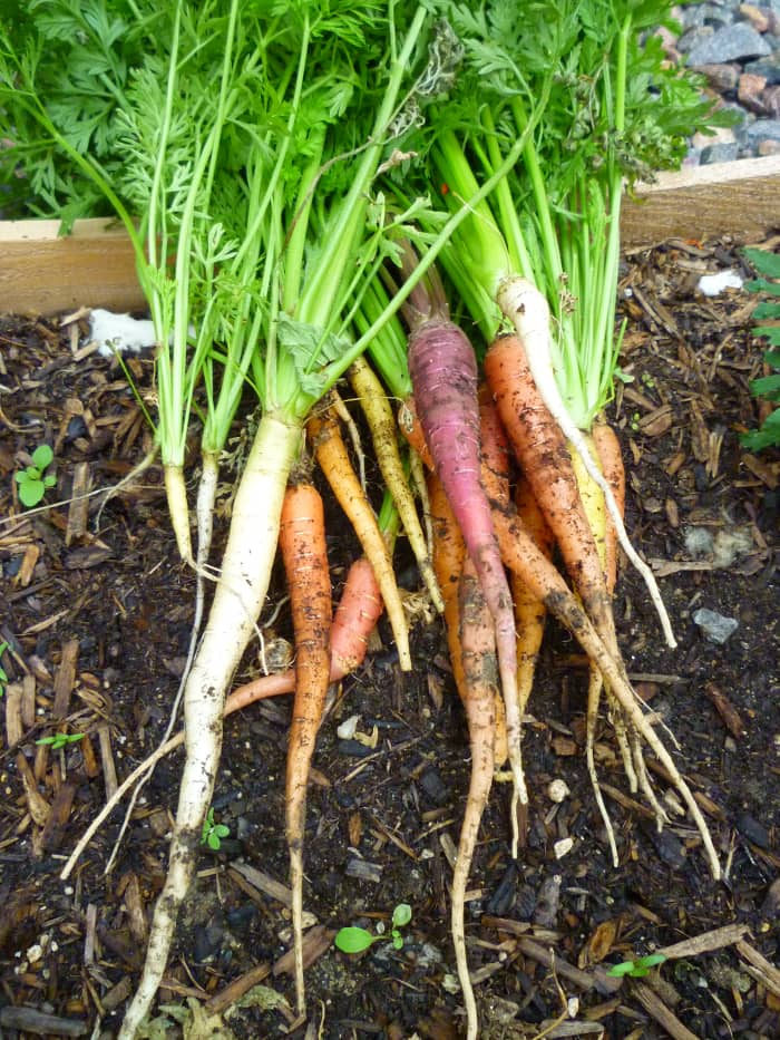 carrot seedlings