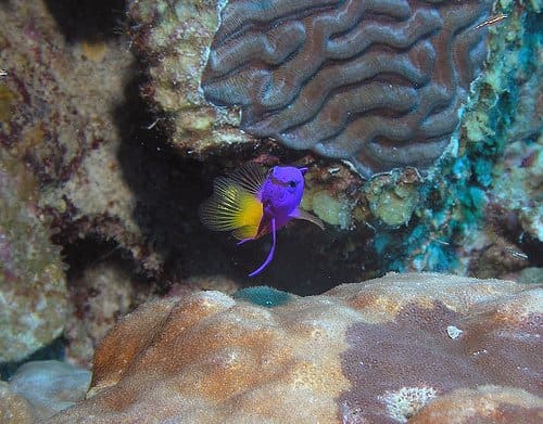 выбор лучшей рыбы для цикла нового аквариума с морской водой