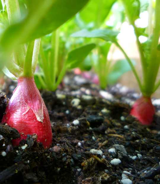 How to Grow Radishes in Containers Dengarden