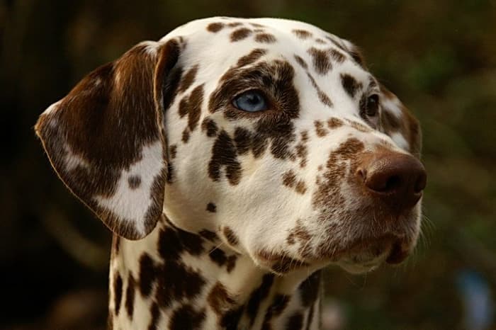 Don't adopt a new pet just because you saw the animal on TV or in the media.