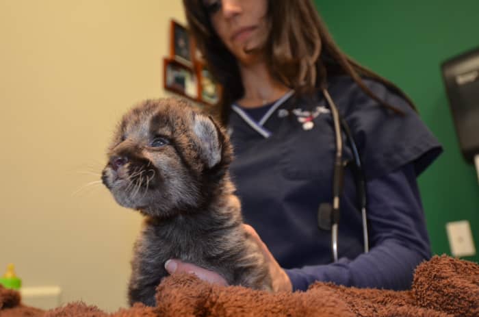 IMPORTANT NOTE. This is NOT the exotic animal vet being discussed.