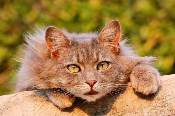 Many Internet users love cats. At least one website is trying to link viewing cat videos to fundraising for human charities.