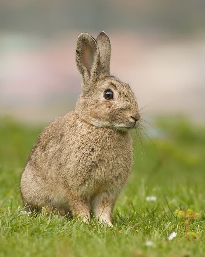 The Invasive Animals Cooperative Research Centre, Canberra, estimates rabbits cause losses of about $206 million a year to agriculture and horticulture.