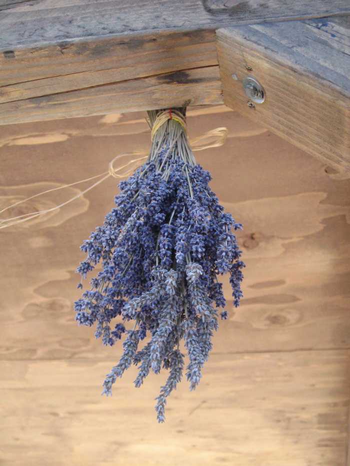 how to dry homegrown lavender - dengarden - home and garden