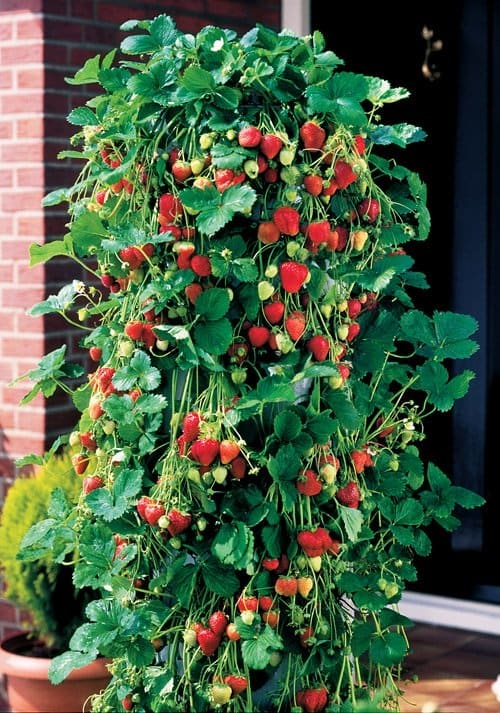 How to Grow Strawberries in Plastic Bottles (With Photos) Dengarden