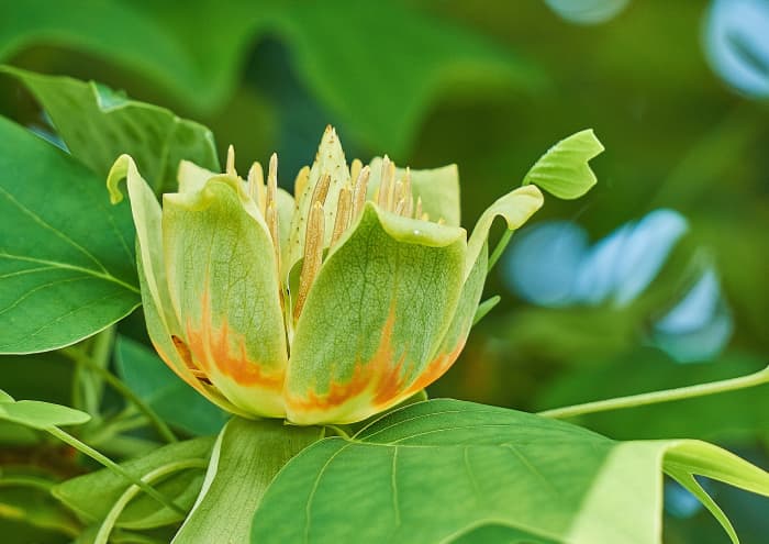 チューリップの木のケア方法
