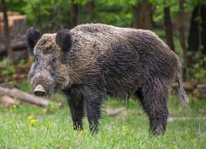 I ask you. Have you ever seen such a magnificent creation as this Wild Boar?