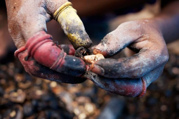 Over 790,000 metric tons of cashews are consumed by the world each year, and most of them are shelled by hand in terrible conditions.