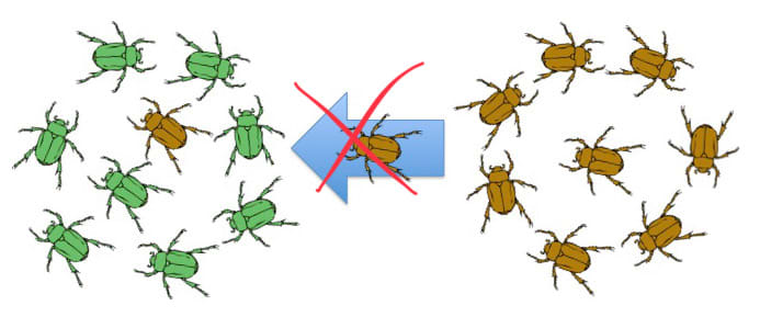 When human settlements block migratory routes, gene flow between neighboring populations cannot occur.