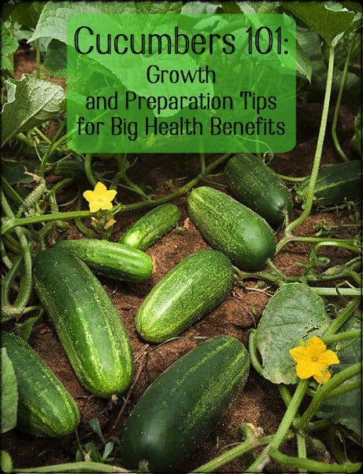 Cucumbers grown in a home garden can be eaten raw or pickled. Be careful, however, if yours are allowed to grow on the ground. Mildew and disease are more common.