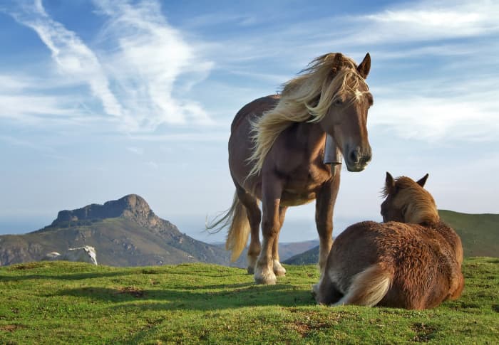 Have you ever thought what separates the horses and grass from the sky and mountain? It's easy - Mrs. Gren