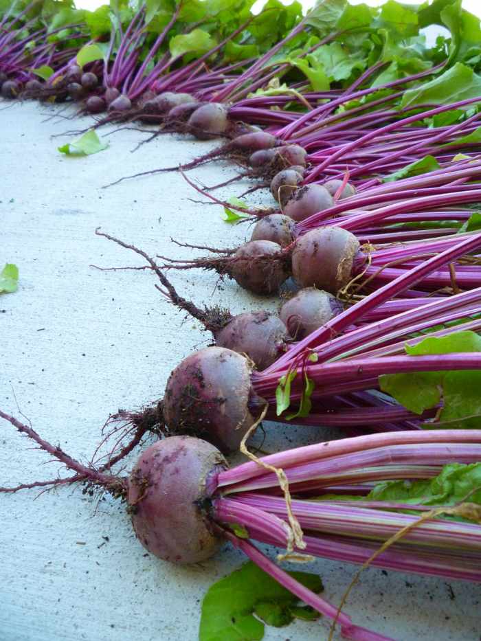 How to Grow Beets in a Container Dengarden