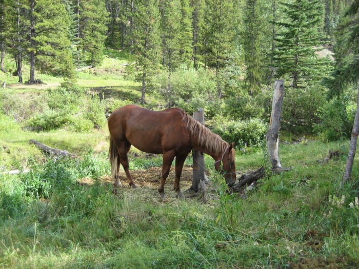 Some horses definitely prefer to turn to one side. If your horse is like this, then why? And how can you fix it?