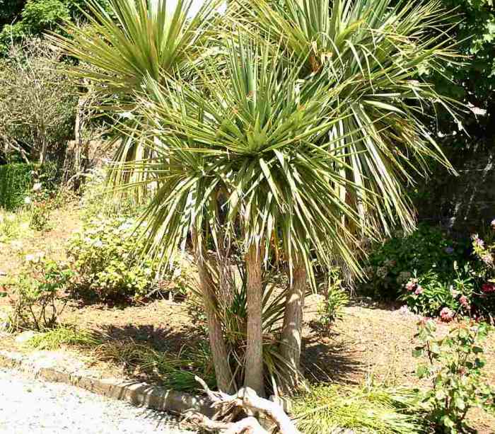 The Cordyline australis is a hardy plant that can survive harsh conditions and requires little maintenance to grow.