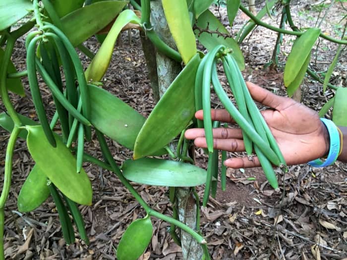 What to use for aquaponics grow bed This Zambian Entrepreneur Is Designing Mobile, Sustainable Farms