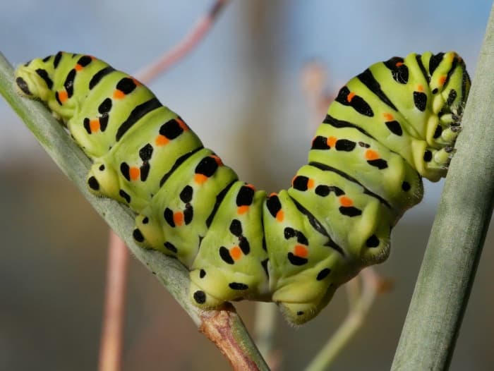 The caterpillar of the black swallowtail butterfly. It eats the leaves of dill, and parsley, and carrot plants.