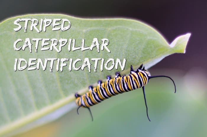 What kind of caterpillar is this? Read on to find out how to identify the striped cats in your backyard.