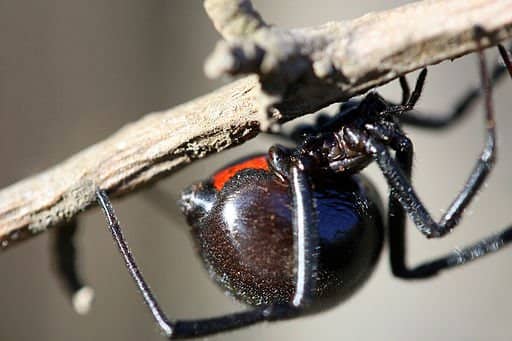 A close-up photograph of a female black widow. Note the robust body, long black legs, and red hourglass.