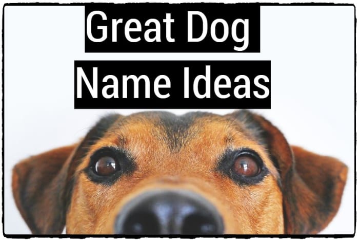 Cool, Funny, and Awesome Dog Name Ideas - PetHelpful