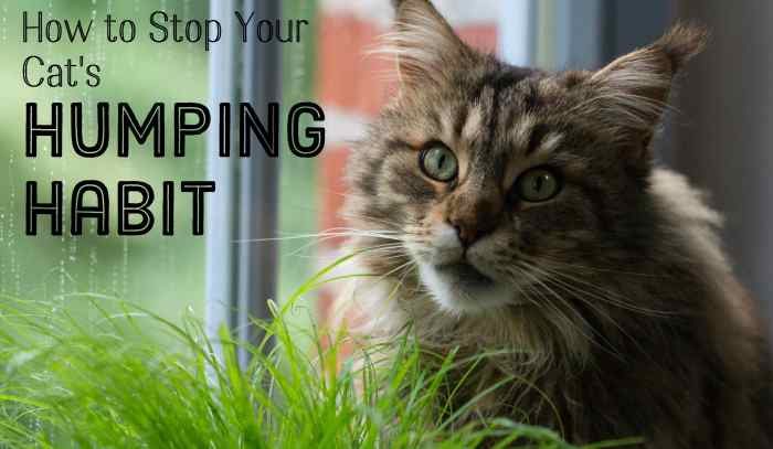 Why Is My Neutered Male Cat Humping And How Do I Stop It PetHelpful