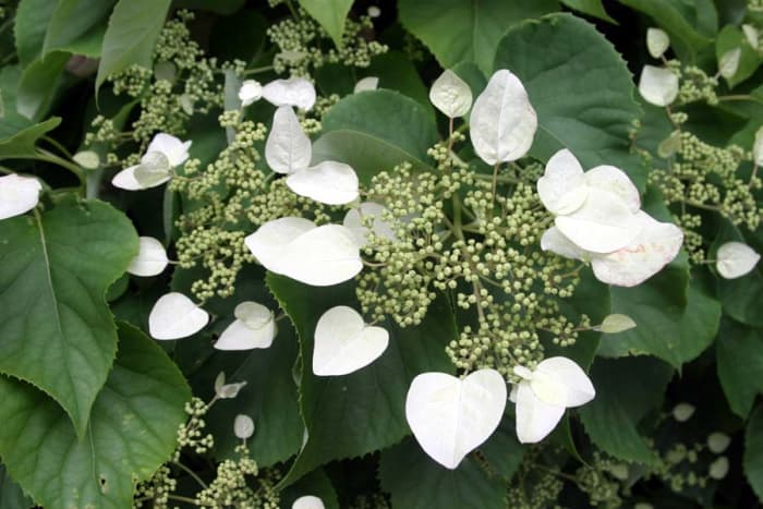 Learn how to properly care for you climbing hydrangea with this easy-to-follow article