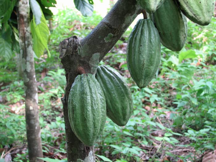 Cocoa bean pods ripen on a cacao tree.