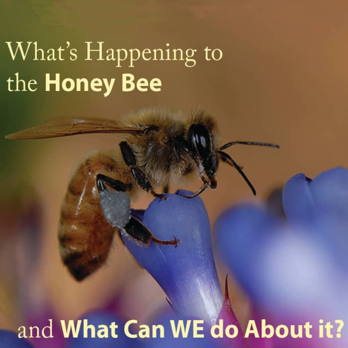 What's Killing the Bees and What Can We Do About It? - Soapboxie