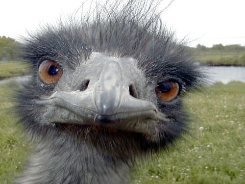 Emus are large, flightless birds that live only in the southern hemisphere and are related to ostriches.