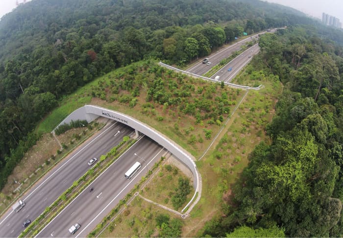 The 62 Km long eco-bridge in Singapore. Animals like pangolins, palm civet and squirrels have been seen traversing the eco link.
