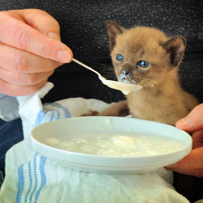 How adorable is this hungry baby kitty?