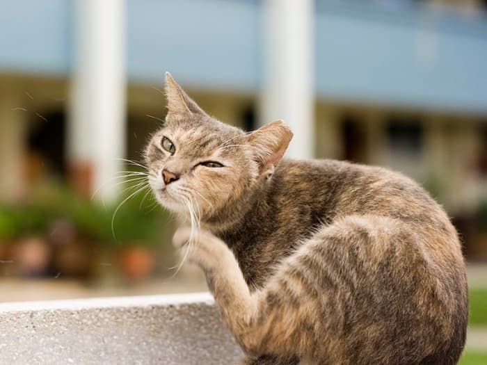 Когда кошка чешет ухо и трясет головой, это может быть признаком множества различных проблем, в том числе клещей.