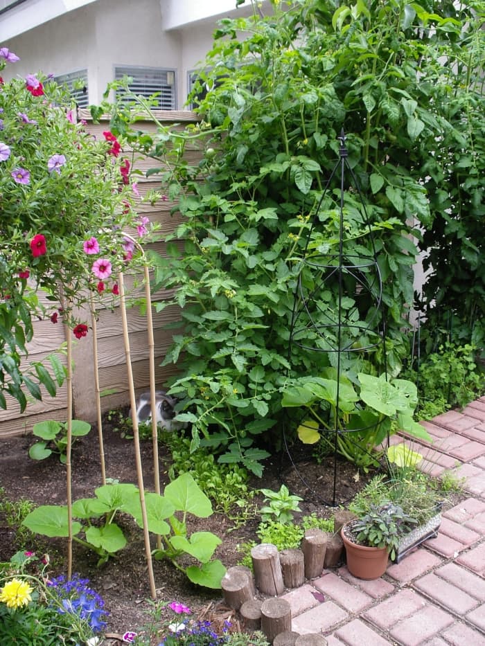 Squash, tomatoes, carrots, peas, radishes, spinach, basil and herbs -- it's amazing what you can do in a small area!