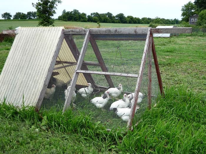 Куриный трактор можно использовать для содержания нескольких кур и петуха.  Если вам нужно больше яиц, постройте себе пару куриных тракторов.