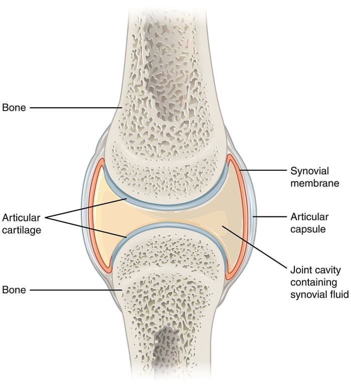 A synovial joint (without the surrounding ligaments that hold the bones together); inflammation of the synovium, or synovial membrane, is known as synovitis