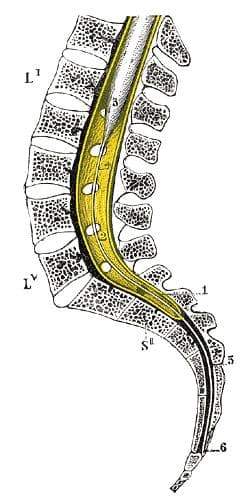 The spinal cord ends near the bottom of the spinal canal. Medication for spinal anesthesia is injected into the collection of spinal fluid in this region.