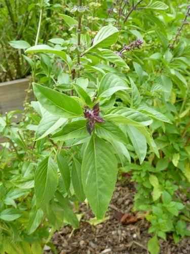 These beautiful purple basil buds should be removed to encourage leaf production instead of flowers and seeds.