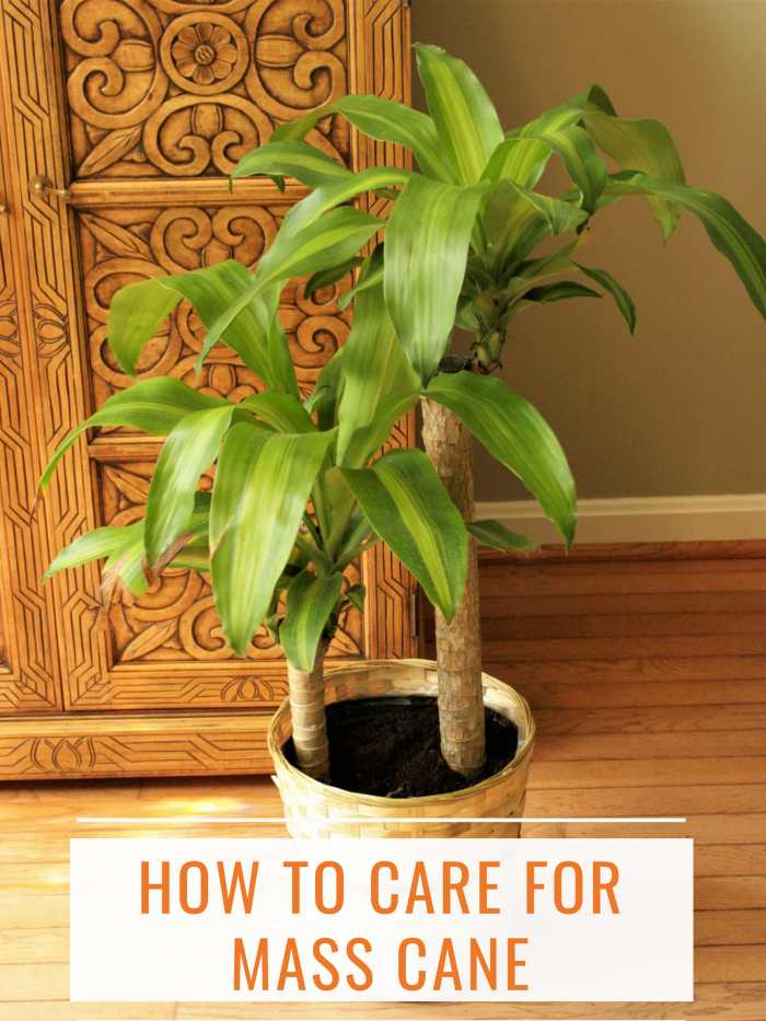 How to Care for Mass Cane Plant Dengarden