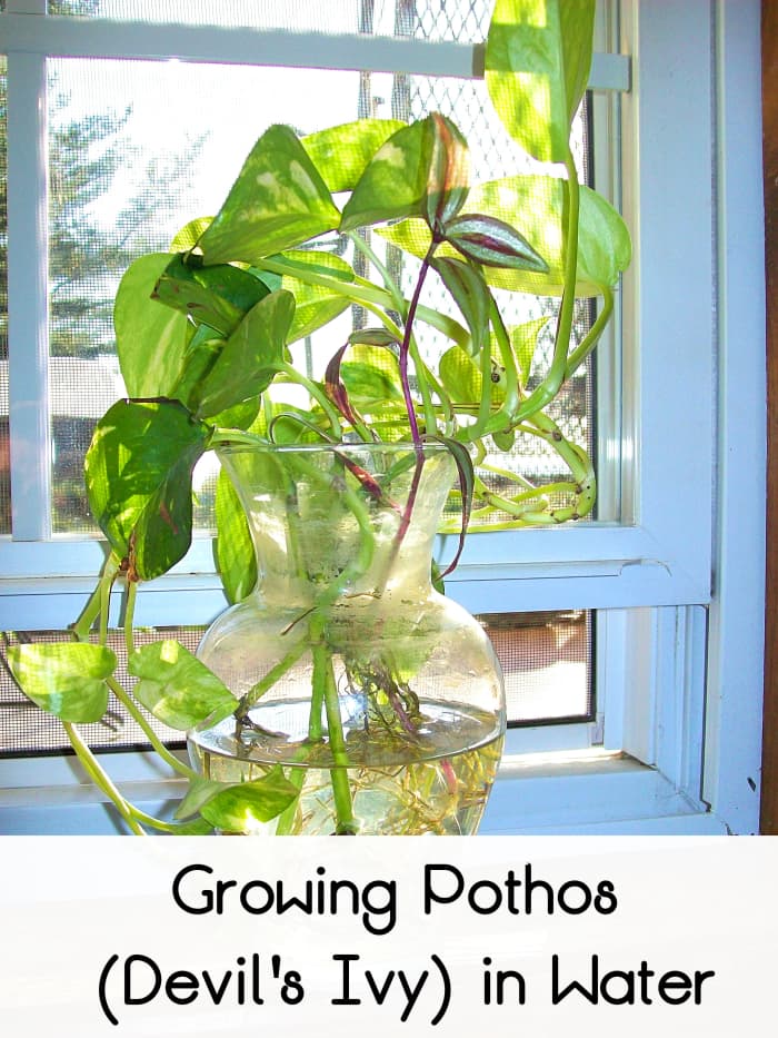 How to Grow Pothos (Devil's Ivy) in Water - Dengarden ...