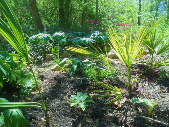 Discover some of the hardiest of the cold hardy palms for your backyard: needle palm, windmill palm, saw palmetto, and pindo palm.