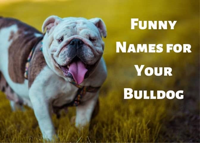 Funny Bulldog Names