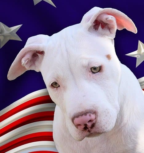 12 Authentic American Dog Breeds (Made in America) - PetHelpful