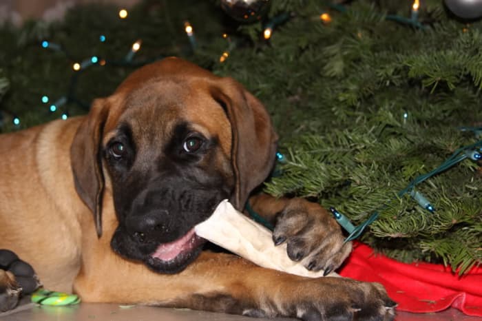 Sometimes chewing on things or eating too fast can cause dogs to choke. Knowing how to react if your dog starts choking can save your dog's life!