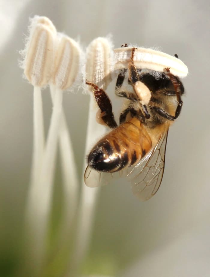 Spread pollen