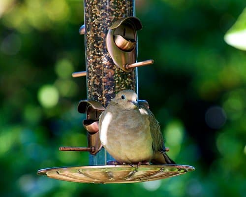 Big birds like big seeds. Doves love black oil sunflower seeds.