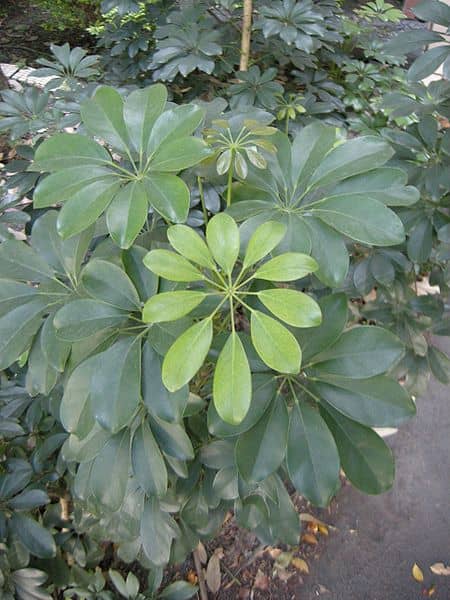 The glossy, tear-drop shaped leaves of the umbrella plant make it visually appealing in any setting.