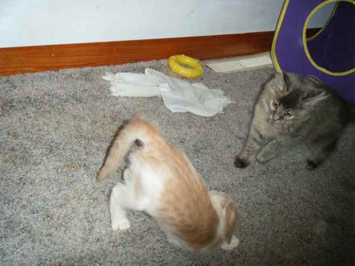 The Top 4 Places to Adopt a New Cat PetHelpful