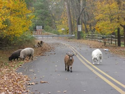 "All we like sheep have gone astray; we have turned every one to his own way; and the Lord has laid on him the iniquity of us all." Isaiah 53:6
