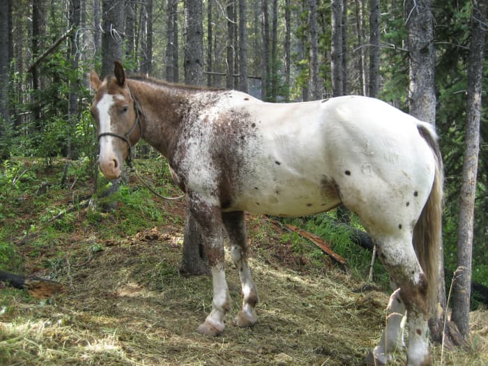 Let's talk about riding crops and whips. When riding, I might tap a horse behind my leg with a crop if it is completely not responding to the leg. I don't always carry a crop, but I do carry one if I am riding a lazy, dominant or extremely green hors